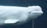 beluga-water-whale