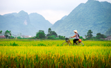Un champ au Vietnam 