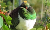 kereru gagant bird of the year