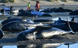 Baleines échouées Nouvelle-Zélande