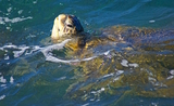Les tortues de mer birmanes menacées de toutes parts 