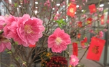 fleurs-shanghai-shopping