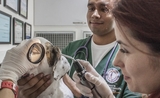 vétérinaire nouvelle calédonie nouvelle zélande diplôme 