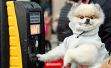 London dog week festival chien Londres programme activités canin