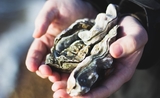 Billion oyster project