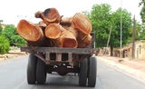Bilan à plus de 140 000 tonnes de bois saisies en 3 ans en Birmanie