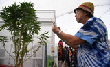 Festival-cannabis-Thailande