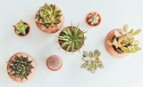 Décorer avec des plantes tropicales- cactus- plantes grasses- plantes et décoration