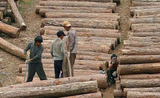13 Chinois arrêtés pour trafic de bois dans l’état Kachin en Birmanie