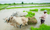 900 millions d’euros de prêts pour les agriculteurs en Birmanie