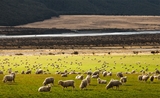 Nouvelle Zélande écologie 