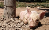 Peste porcine africaine cambodge