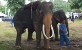 Elephant-Thailande