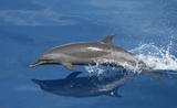 dauphins sanctuaire lipsi