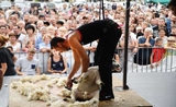 championnat du monde de tonte de moutons
