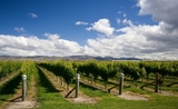 Vin Nouvelle-Zélande
