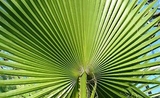 graines palmier dubai UAE