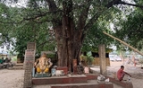 croyances hindoues arbre dieu