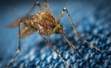 dengue Inde prévention