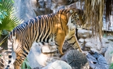 Population tigre inde en hausse