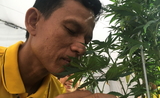 Cannabis-Thailande-plant
