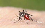 moustiques dengue