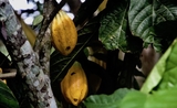 cacao cote d'ivoire