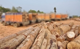 industrie du bois en Birmanie