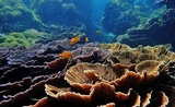 recifs coralliens en Birmanie