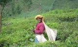 une plantation de thé dans les Nilgiris Inde
