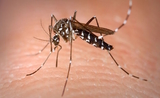 Moustique dengue Birmanie