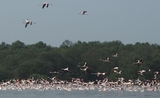 reserve oiseaux Mumbai Thane