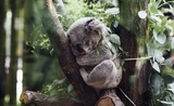 Koala NZ