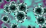 coronavirus defenses immunitaires
