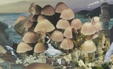 Mushrooms exposition Londres champignon musée