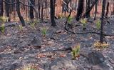 Plantes Australie Incendies