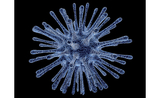 Coronavirus (Covid 19)