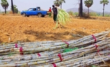 Transport de cannes à sucre en Birmanie