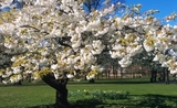 cerisier en fleurs printemps Copenhague jardin potager parcs arbres nature 