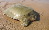 tortue geante carapace molle