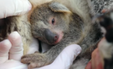 bébé koala Ash incendies Australie
