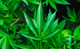 Cannabis Nouvelle-Zélande projet de loi pour légalisation 