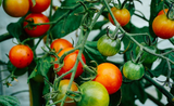 français plants tomates