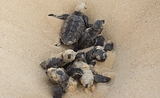 Des bébés de tortue imbriquée (Eretmochelys imbricata), espèce classée en risque d'extinction