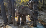 Elephant-Thailande-Torture