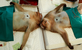 Macaque-Singe-Lop-buri-Sterilisation