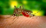 L'Aedes Aegypti moustique porteur de la dengue en Thailande