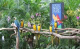 jurong bird park2