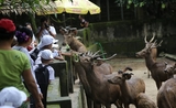 Nourrir les animaux, l'un des grands plaisirs des visiteurs du zoo de Yangon en Birmanie