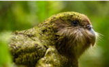 Kakapo perroquet hibou Nouvelle Zélande oiseaux